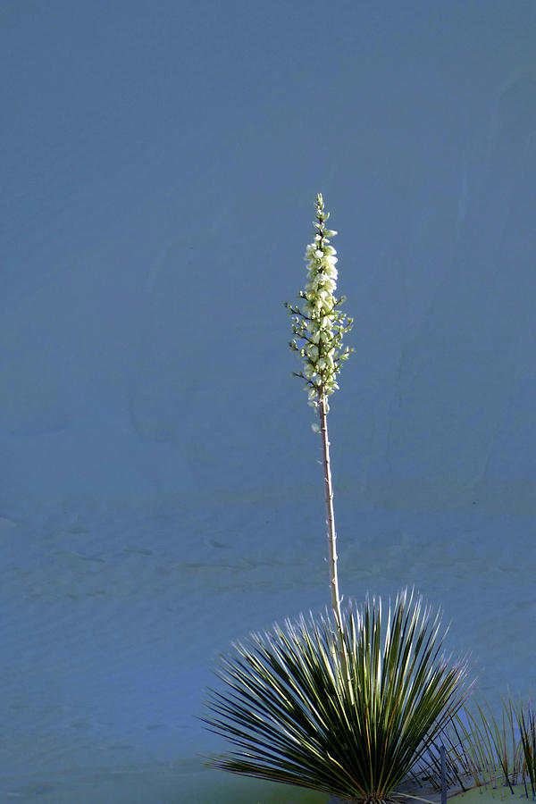White Sands Yucca 16 Photograph by JustJeffAz Photography