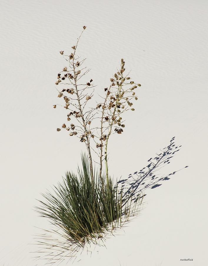 White Sands National Monument Photograph - White Sands Yucca by Allen Sheffield