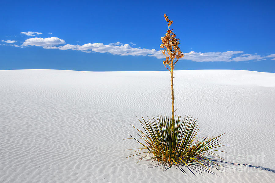 White Sands Yucca Photograph by Peter Kennett