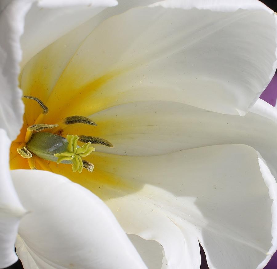 White Satin Photograph by Bruce Bley