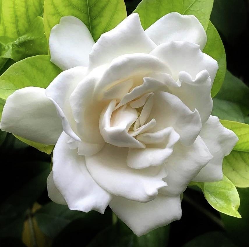 White Satin Gardenia Photograph by Bruce Bley