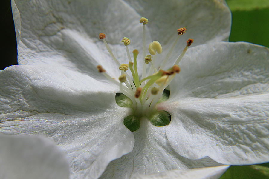 White Satin Petals Photograph by Scott Hovind