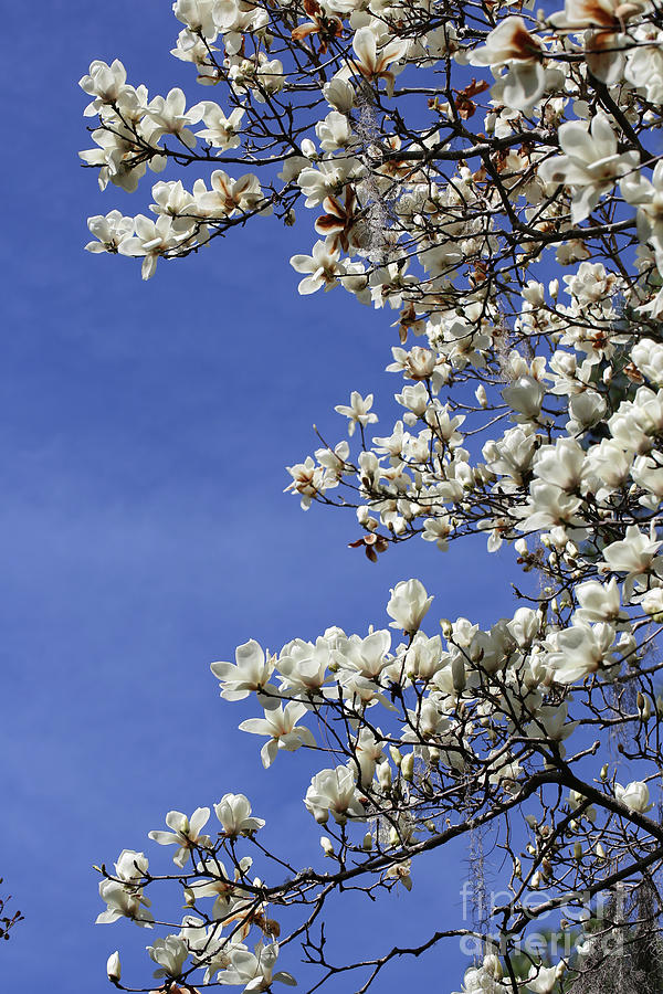 White Saucer Magnolia against Blue Sky Photograph by Carol Groenen