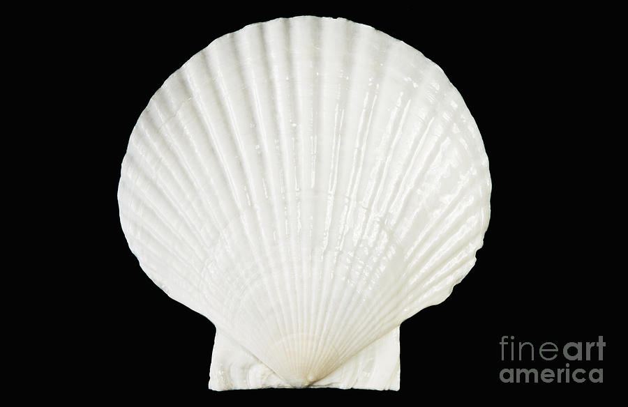 White Scallop Shell Photograph by Bill Brennan - Printscapes