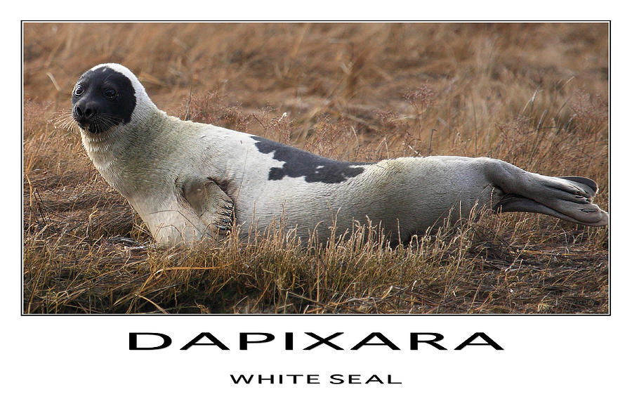 White Seal Photograph by Darius Aniunas - Pixels