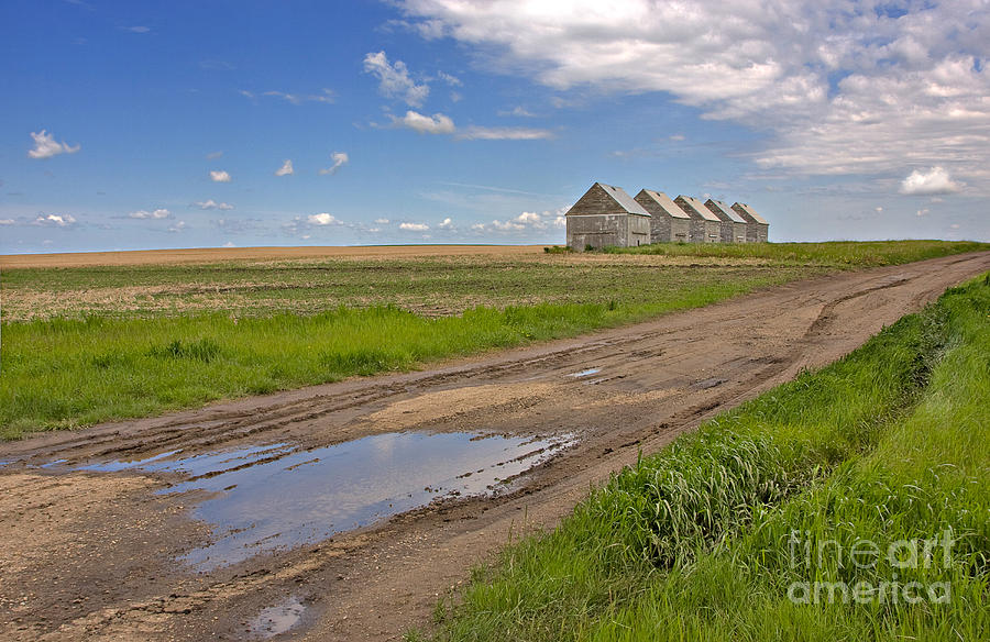 Landscape Photograph - White Sheds on a Prairie Farm in Spring by Louise Heusinkveld