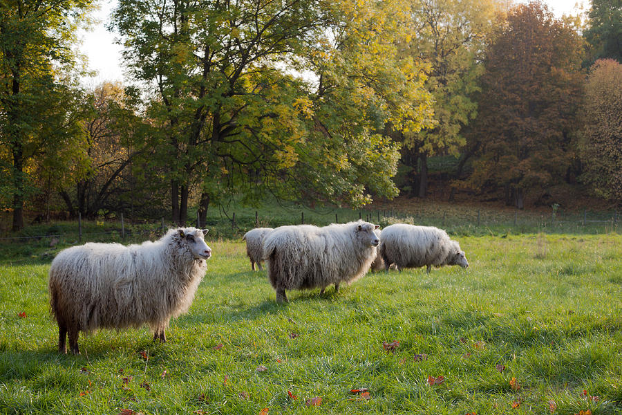 White Sheep grazing in Norway Photograph by Cadence Moore | Fine Art ...