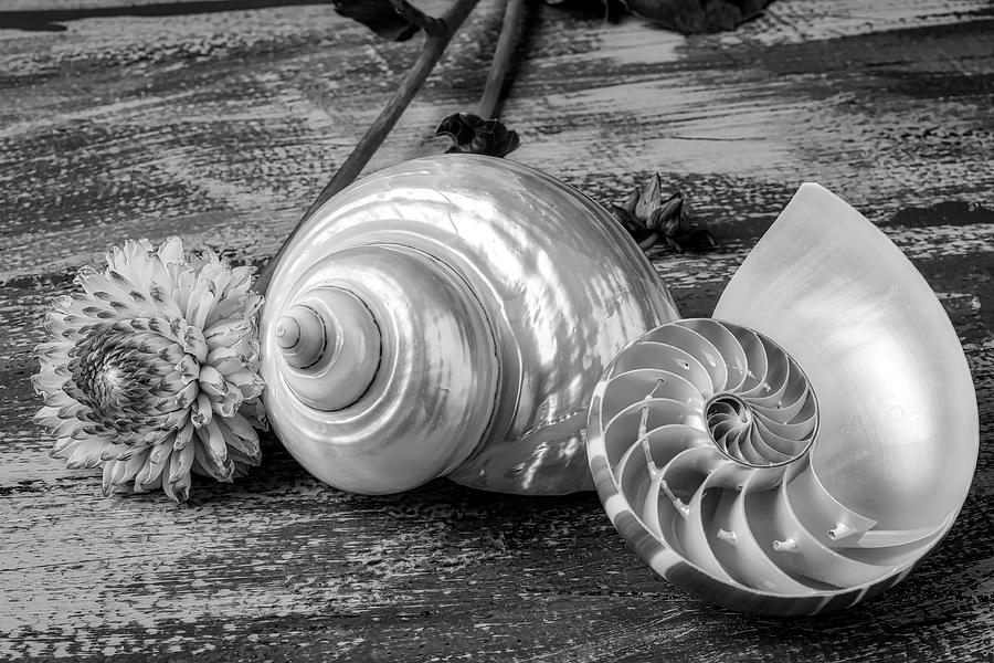 Flower Photograph - White Shell With Dahlia And Nautilus Shell by Garry Gay