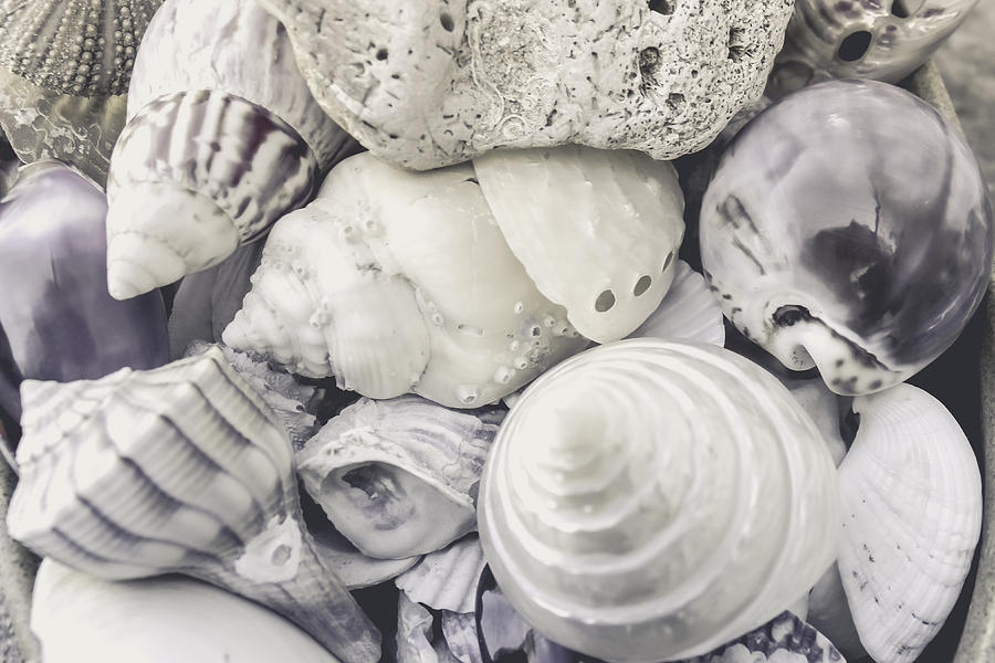 Nature Photograph - White Shells by Colleen Kammerer