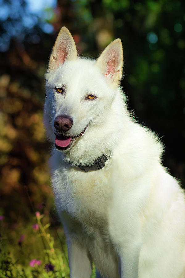 Dog Photograph - White shepherd In the Sunlight by Tyra OBryant