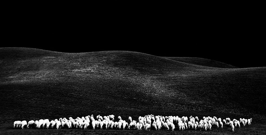 Sheep Photograph - White Sheps by Franco Maffei