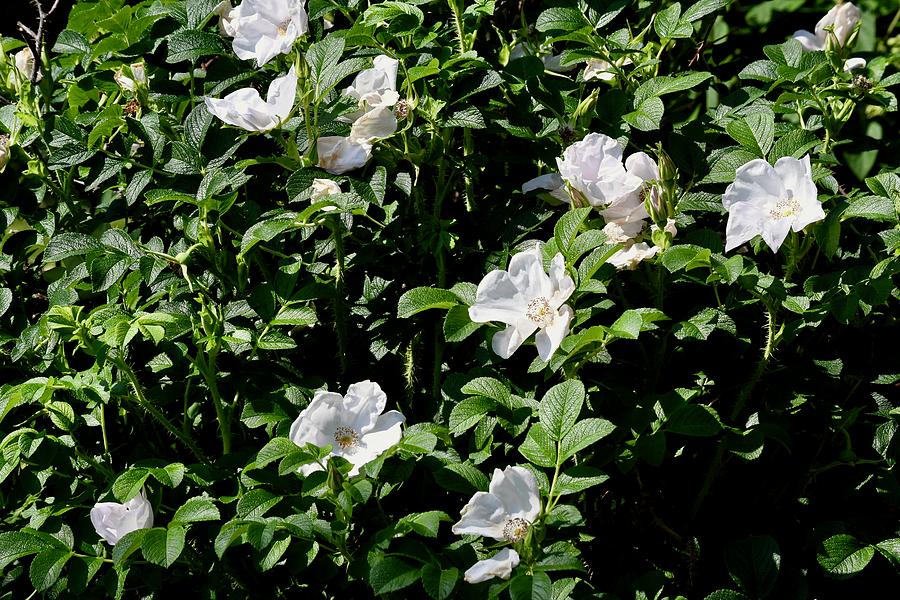White Shrub Roses Photograph by Hella Buchheim