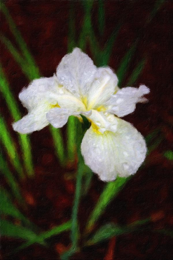 White Siberian Iris Photograph by Diane Lindon Coy
