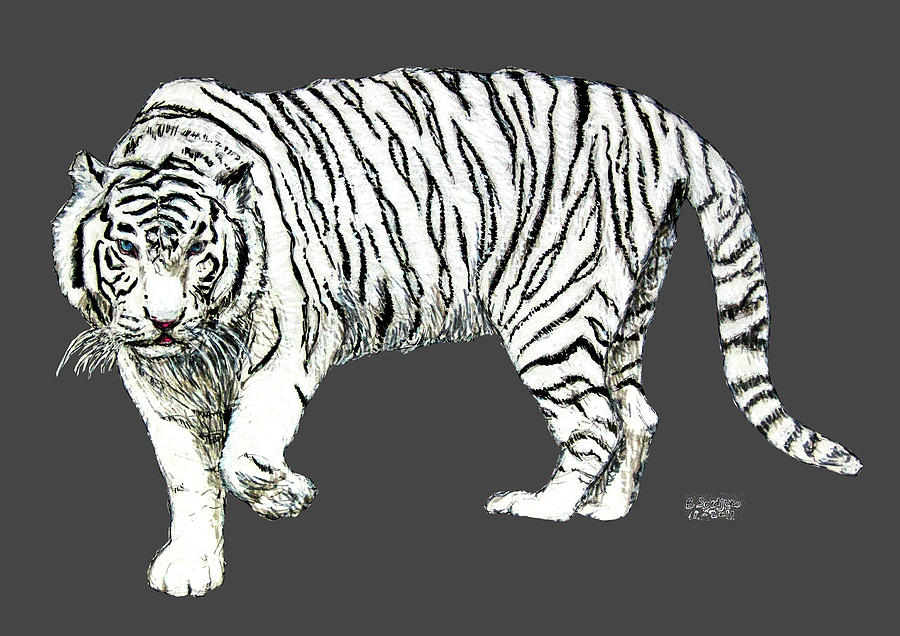 White Siberian tiger Drawing by Ben Soedjono Pixels