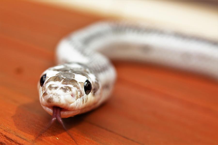 White-sided Black Rat Snake Photograph by Sarah Fields - Fine Art America