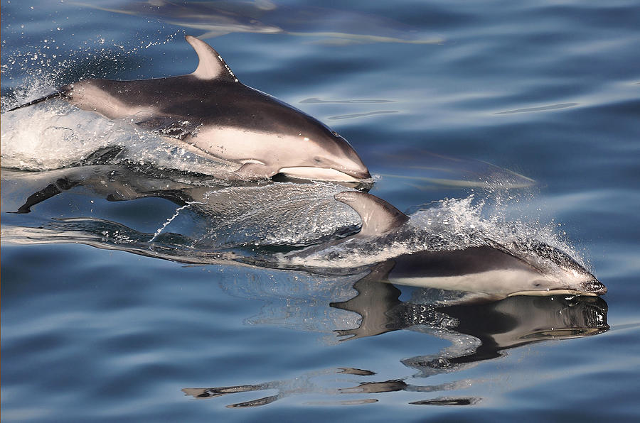 White-sided Dolphins Photograph by Carl Olsen