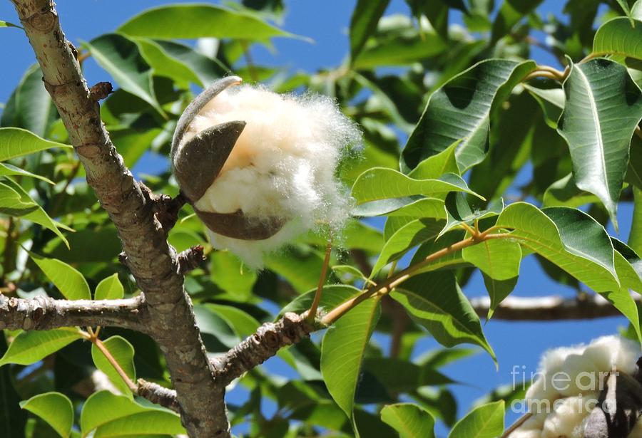 White Silk Cotton Tree Photograph By Beth Williams