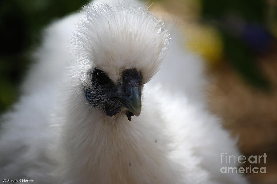 White Silkie Photograph by Susan Herber