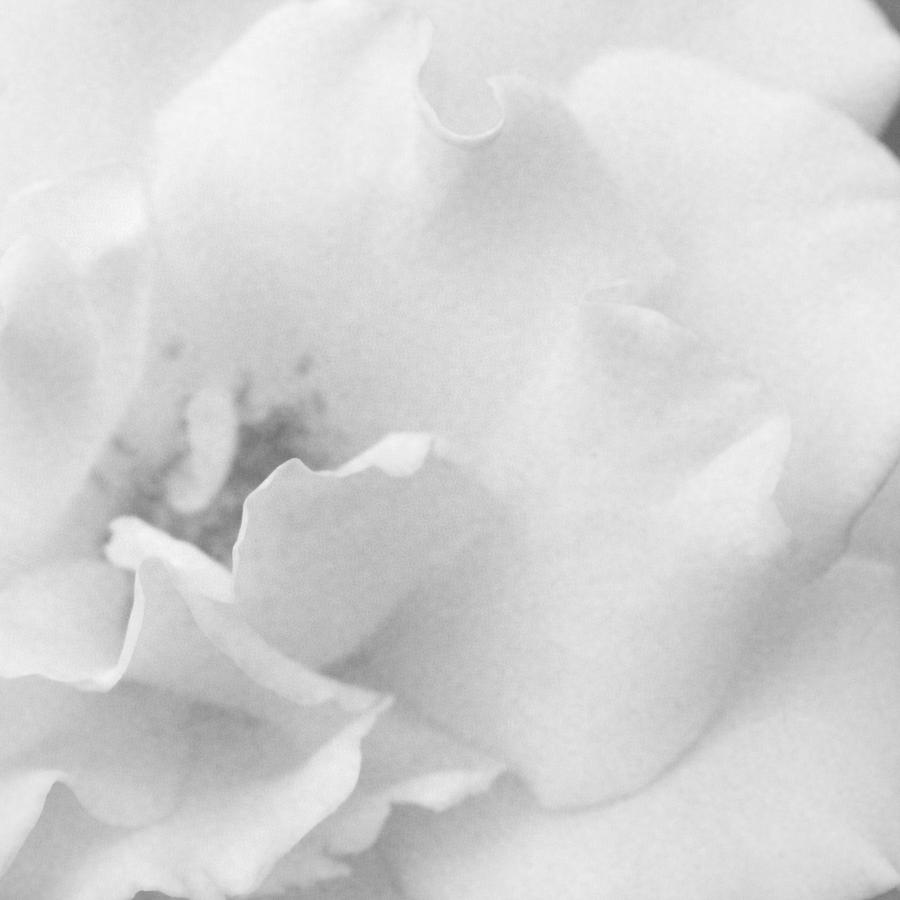 White Simplicity Photograph by The Art Of Marilyn Ridoutt-Greene