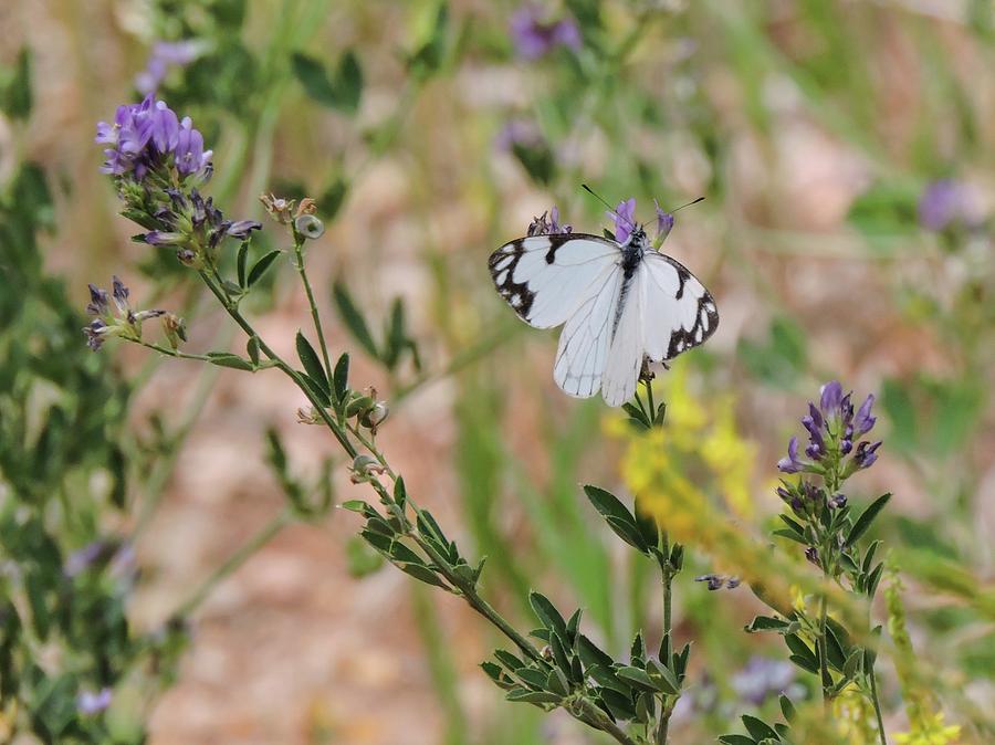 White-Skipper on Lupine Photograph by Gaelyn Olmsted