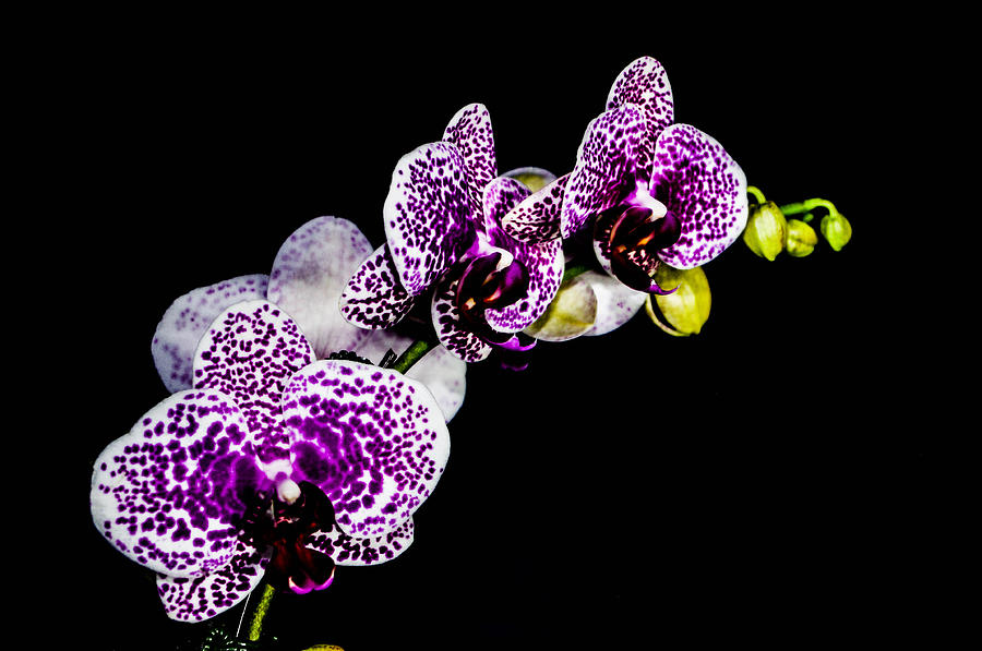 White speckles orchid  Photograph by Gerald Kloss