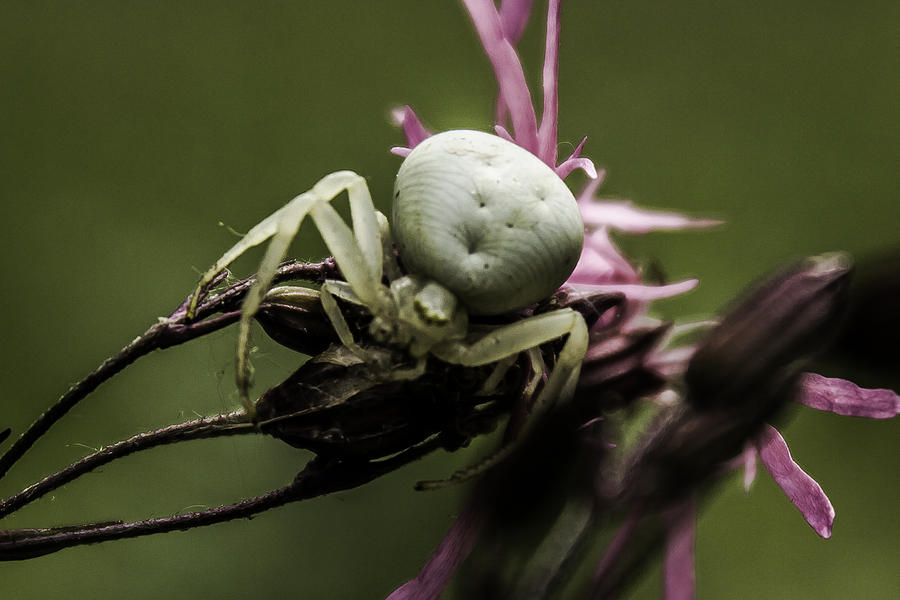 White Spider Photograph by Costantinescu Andrei - Fine Art America