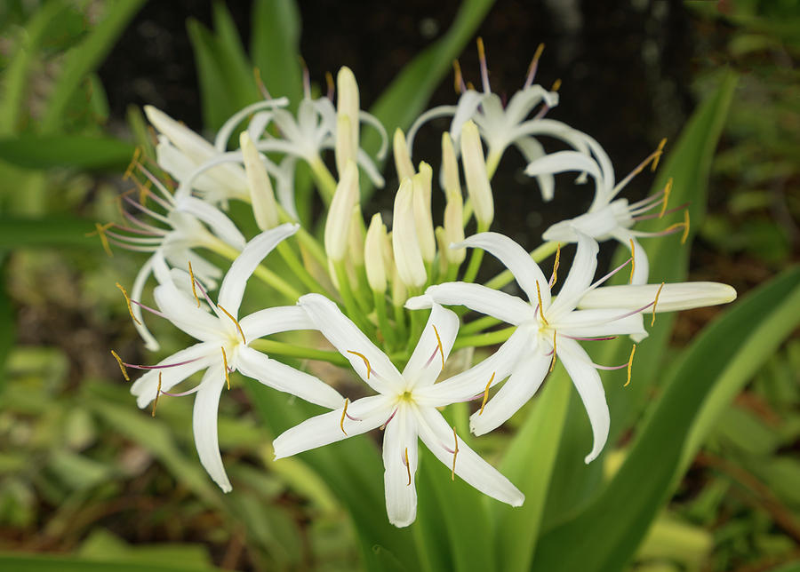 White Spider Lily Flower In Shade Of A Tree Photograph By Steven Heap 