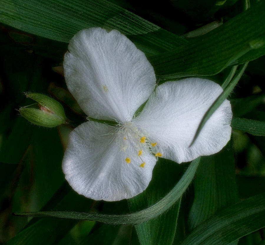 White Spiderwort Blossom Photograph by Louise Kumpf