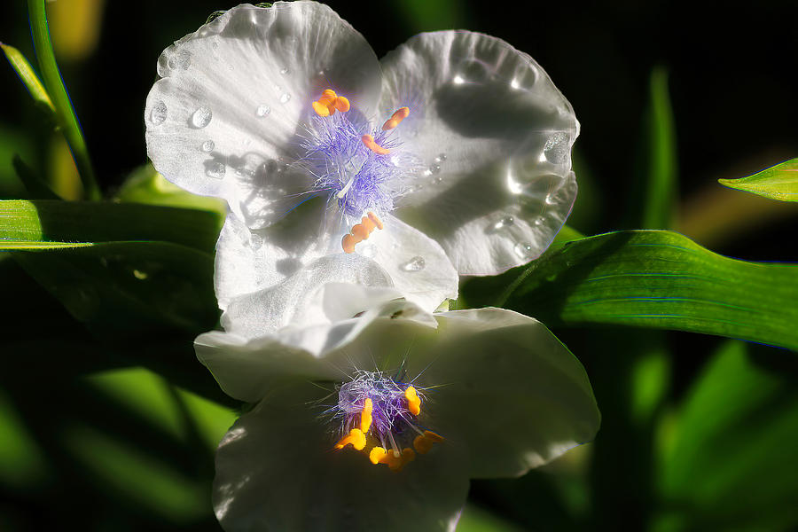 White Spiderwort Photograph by Donna Kennedy