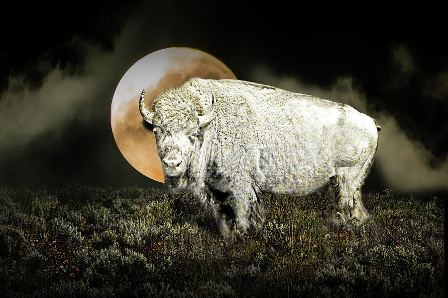 Yellowstone National Park Photograph - White Spirit Buffalo and Moon by Randall Nyhof