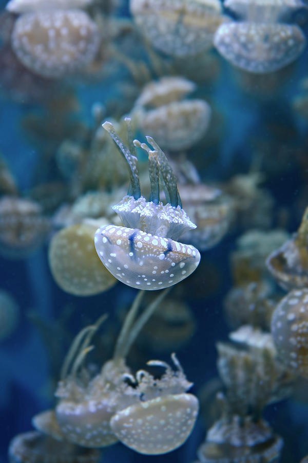 White-spotted Jellies Photograph by Brian Knott Photography