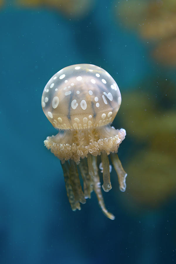 White-spotted Jellyfish Photograph