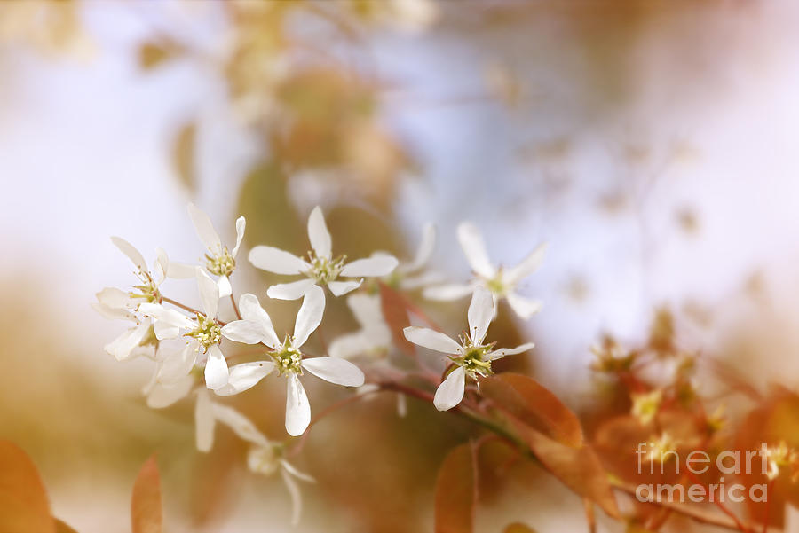 White Spring Blossoms.. Photograph