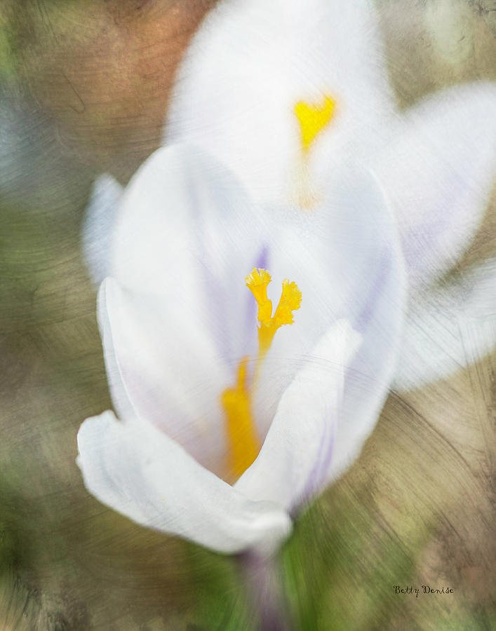 Spring Photograph - White Spring Crocus Flower by Betty Denise