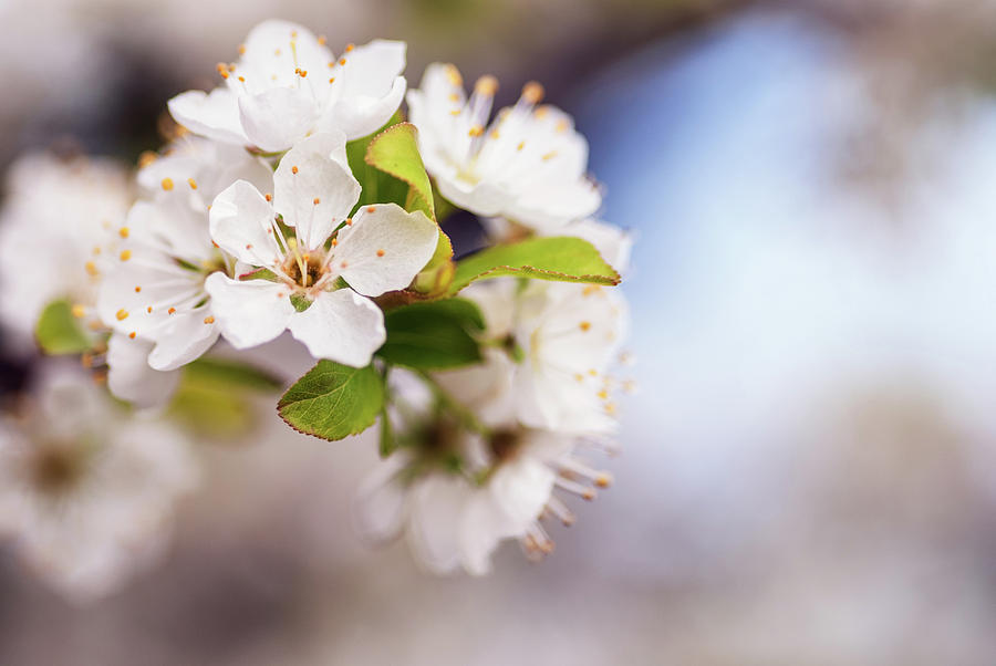 White Spring flowers with shallow DOF Photograph by Vishwanath Bhat