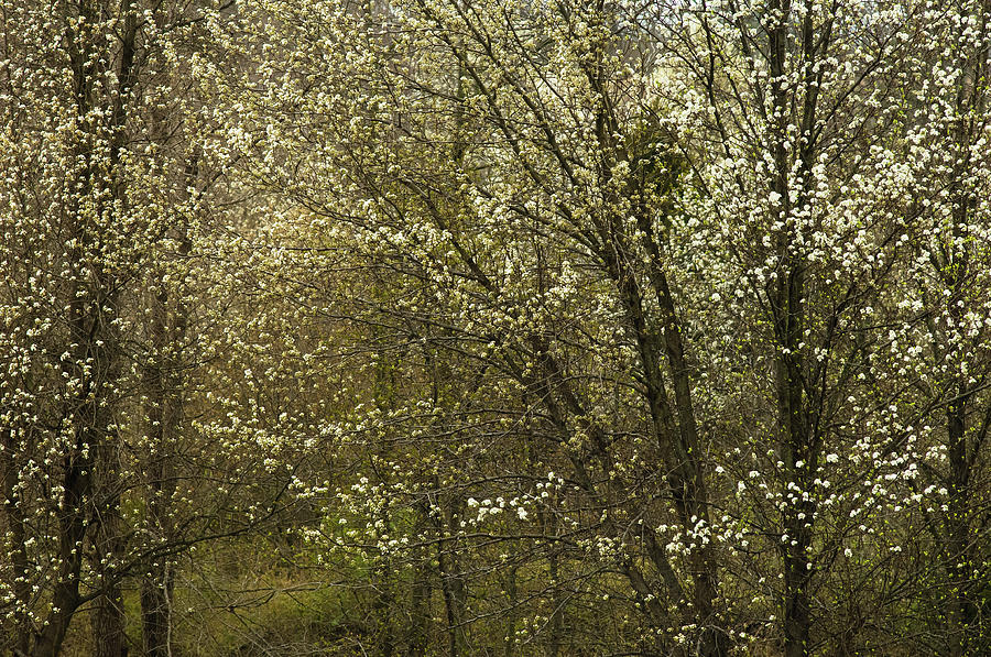 White Spring Photograph by James Oppenheim