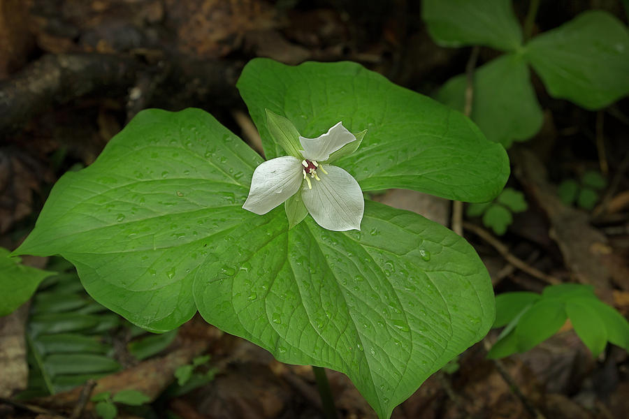 White Spring Trillium Photograph by Mike Eingle