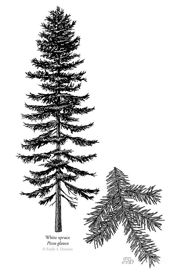 White spruce Digital Art by Emily Damstra Pixels