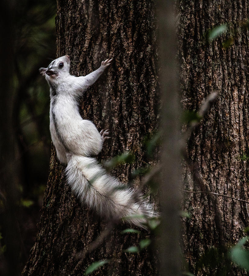 White Squirrel Brevard Photograph by Donnie Whitaker