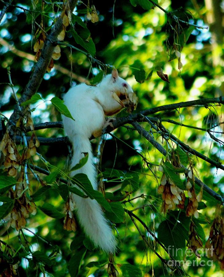 White Squirrel Photograph by Curtis Tilleraas