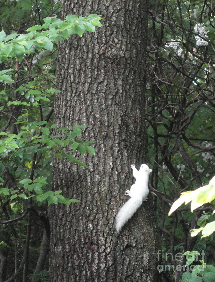 White Squirrel Photograph by Melissa A Benson