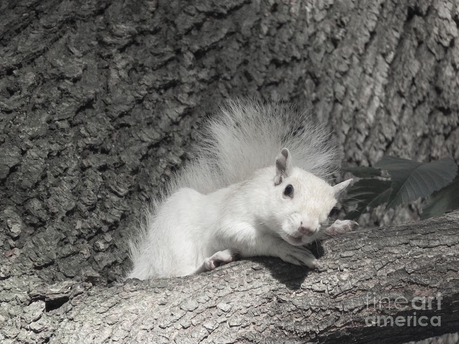 White Squirrel Monochrome  Photograph by Beth Myer Photography