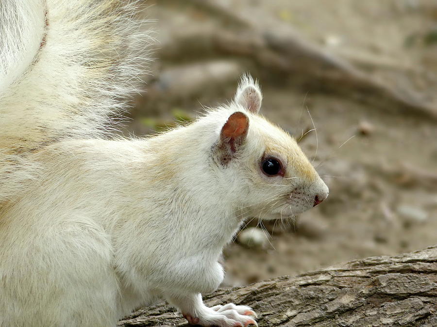 White Squirrel, not an Albino Photograph by Lyuba Filatova