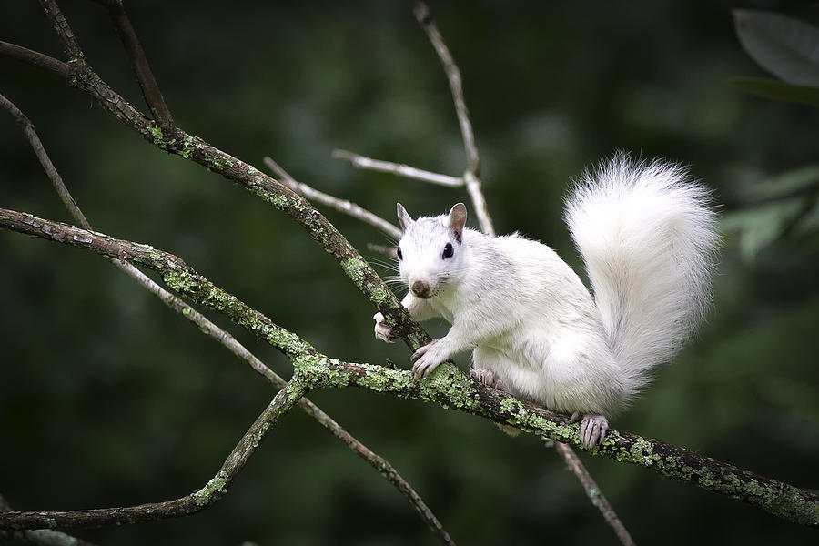White Squirrel on Branch Photograph by Rob Travis