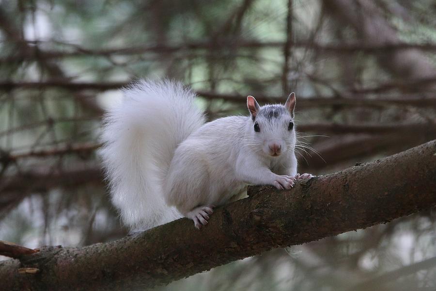 White Squirrel Photograph by Paul Golder - Fine Art America