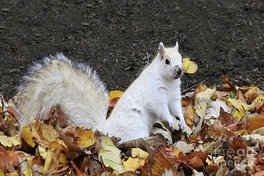 White Squirrel Playing Photograph by Beth Myer Photography