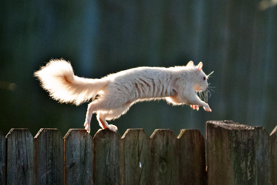 White Squirrel  Photograph by Randall Branham