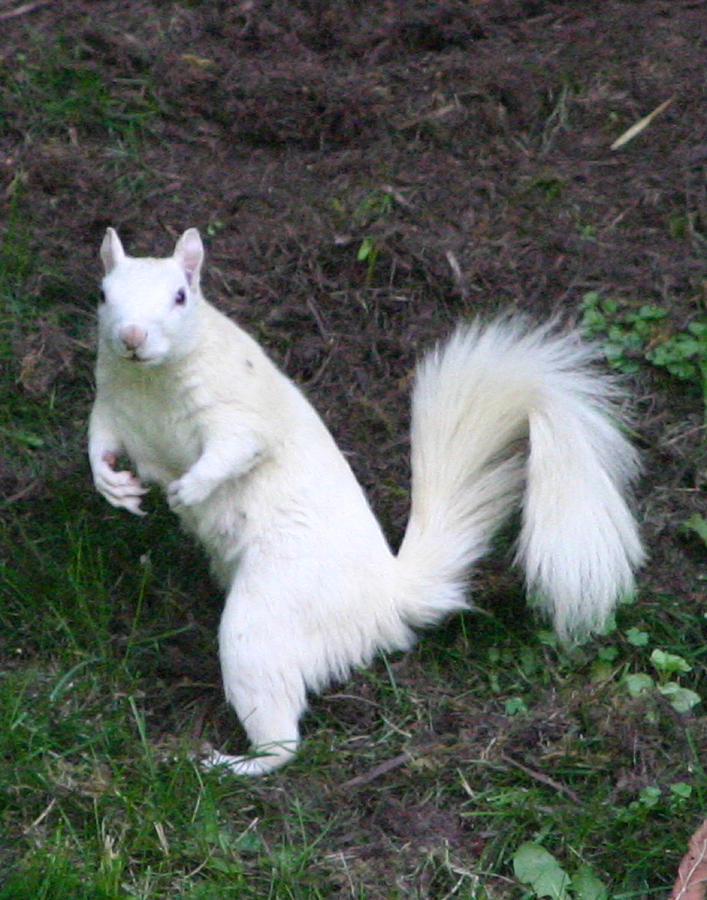White Squirrel Photograph by Robert E Alter Reflections of Infinity