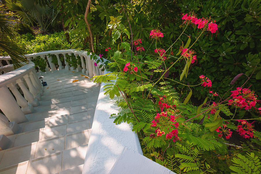 White Staircase and Tropical Plants Photograph by Judith Barath