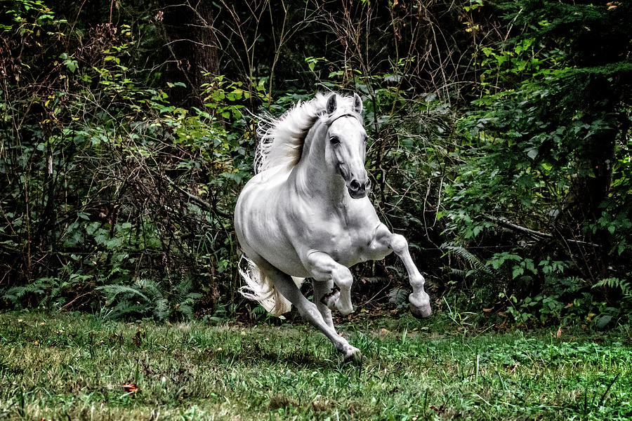 White Stallion Photograph by Wes and Dotty Weber